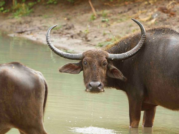 buffalo buffalo